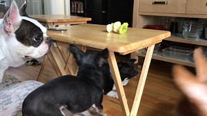 gosh darn these tiny t-rex arms! 🦖 | Littlest Jack