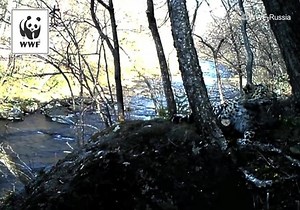 Turn up the volume and wait until you see this stunning Amur leopard jump out of the frame... Roar for life! It’s Endangered Species Day. | WWF