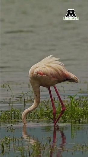 Imagine spotting a sea of flamingos along the coast and losing track of time watching their grace.
