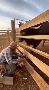 Bull Smashes Through Fence as Worker Flees, Then Second Bull Gives Chase Amarillo, TX — What began as routine fence repair at a cattle pen turned into a frantic escape when a bull suddenly broke through the wooden rails, forcing a ranch worker to sprint for his life as dust and splintered boards flew behind him. Video shows the man crouched near the fence, hammer in hand, focused on securing loose planks while a large bull presses close from the other side. Without warning, the animal lunges, sn