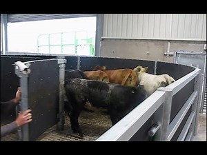 Curved cattle handling unit