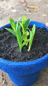 How to grow banana at home | propagation | simple and easy steps