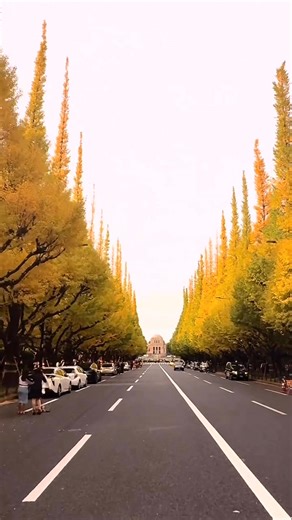 Meiji Jingu Gaien Ginkgo Avenue in Tokyo during the autumn season 2025. 🇯🇵❤️🍁 #Autumn #tokyo #japan #beautifuljapan #autumn2025 | Routine of Japan