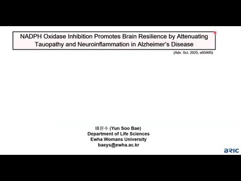 NADPH oxidase의 저해제에 의한 알츠하이머병의 뇌의 회복