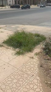 3.3K views · 31 reactions | Eco Friendly Weed Removal #mowing #cleaning #lawn #satisfying | Man mowing 200 | Facebook