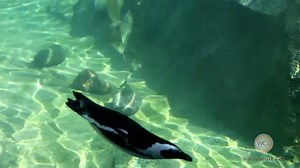 The Penguin Chronicles: The Lincoln Park Zoo penguin exhibit has more drama than you might expect... Ji Suk Yi got the scoop. | Windy City LIVE