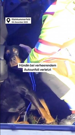 Hündin bei verheerendem Autounfall schwer verletzt #rtlnord #news #schleswigholstein #feuerwehr