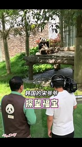 Cute Panda Nam Dương: Fubao gặp lại ông