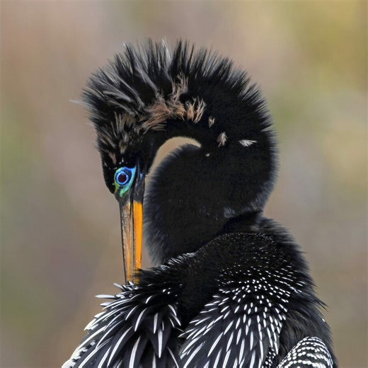 7 fascinating anhinga bird facts you should know