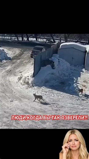СЕРДЦЕ КРОВЬЮ ОБЛИВАЕТСЯ🤦‍♀️😳 #shortvideo #shorts #short #shortsvideo #dog #viral #viralvideo