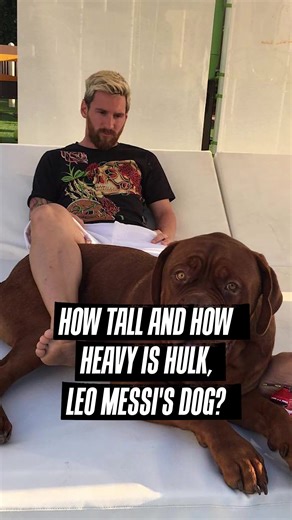 How Tall and Heavy is Hulk, Leo Messi's Bordeaux Mastiff?