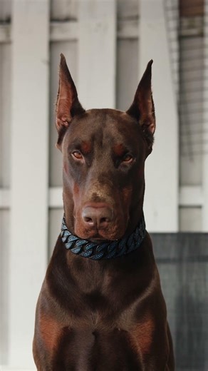 These Dog Are Home Security Expert! #shorts #dogs #gaurdian