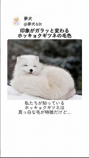 同じキツネとは思えない…季節で変わるホッキョクギツネ