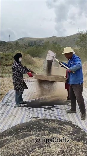 Farmer's version of 'Golden Rain'! Guide to Avoiding Pitfalls in Rapeseed Sieving