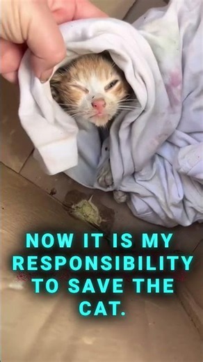 I Will Do My Best to Save This Cat ❤️ | Cat Rescue Story #humanity