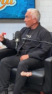 Puppies feel safer when they’re not the only dog in the room. They’re naturally wired to follow older, balanced dogs — not humans. That’s how they learn what’s safe, what’s normal, and when to relax. Had a great trip to New York recently! Thank you @barstoolsports for having me! Los cachorros se sienten más seguros cuando no son los únicos perro en la habitación. Por naturaleza, están hechos para seguir a perros mayores y equilibrados — no a los humanos. Así es como aprenden qué es seguro, qué e