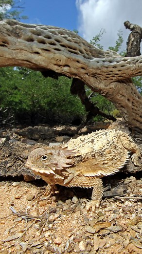 What if your feet were Horned Lizards? 🤔 500 ANGRY Ants vs Human Feet! Out now - #ants #insects #animals #coyotepeterson #antsofinstagram | Brave Wilderness