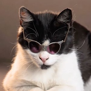 21K views · 67 reactions | Stylish handmade cat classes! | 5-Minute MAGIC | Facebook