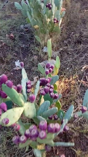 🌵Colorful Land Serenity🌵