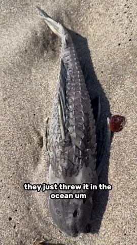 Releasing a Pleco Into the Ocean—Should I Have?