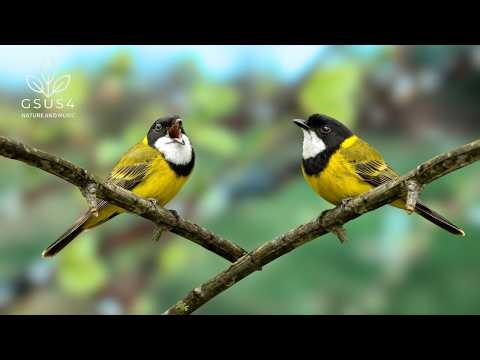 Chirping Birds - Forest Sounds Create a Peaceful and Relaxing Space | Studying and Sleeping Well