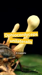 Ce champignon a une méthode particulière pour se reproduire 🍄 ! | Science & Vie