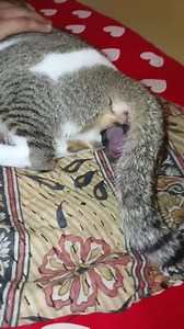 256K views · 3.6K reactions | cat giving birth to kittens  | Baby Cat | Facebook