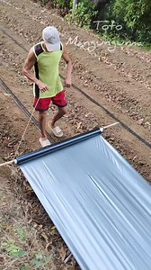 💚 kabit tayo ng plastic mulch 💚 kahit talo minsan, tanim lang ng tanim , makakabawi din💚 #totomangungumapage #buhaymagsasaka #farmer #simplengbuhay #buhaybukid #buhayprobinsya #gulayansabakuran #farmers | Toto Mangunguma Page