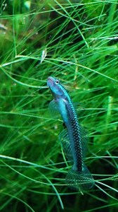 16K views · 2.8K reactions | Bombastic side eye from the blue stiphodon goby? 廊 #fishtank #aquarium #aquascape | TMK Aquarist | Facebook