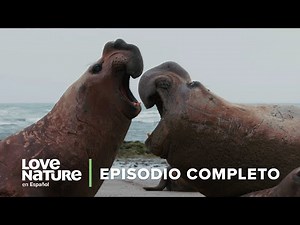 Animales LUCHANDO por AMOR ⚔️ Guerreros Salvajes EP 4 | Documental Completo En Español
