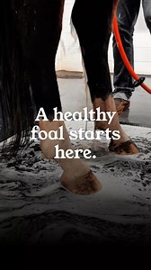 4.2K views · 73 reactions | Spa Day: Pregnant Mare Edition! 﫧✨...