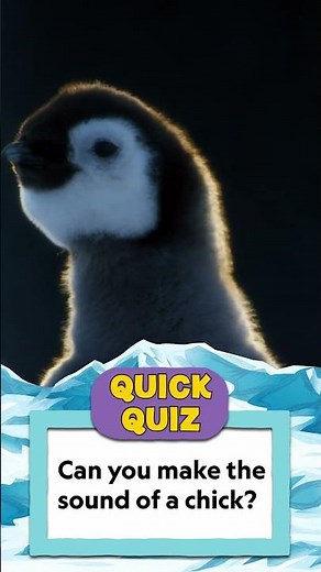 Quick Quiz! What does a baby penguin say?! 🐧 | 5 Minute Stories | ‪@natgeokids‬