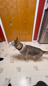 Clarice!! | Take Me Home Pet Rescue