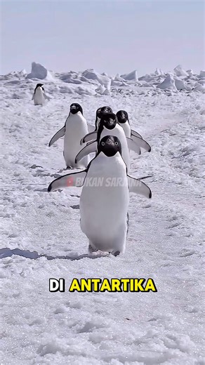 Kenapa Manusia Dilarang Menyentuh Pinguin? Ini Alasannya!