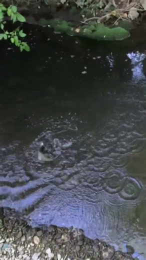 Grosse truite au gamera gunki 😯 ! #fishing #river #troutfishing #fish #nature