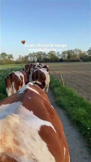 Le rouge des montbé 😍 #vache #montbéliarde #elevage #agriculture
