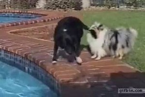 27K views · 1K reactions | Teamwork ‼️‼️ | Share.me | Facebook