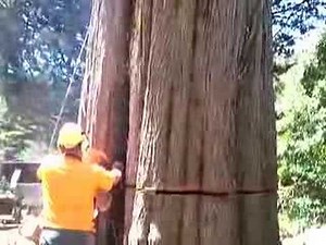 Tree Felling Big Cypress Tree Trunk with Ace Tree Management