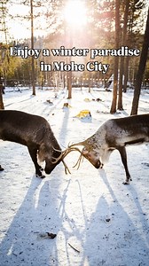 China's northernmost city, Mohe City, is in Northwest China's Heilongjiang Province. Being one of the coldest places in China in winter, Mohe is one of the best places to enjoy picturesque snow scenes and the most likely place to see the aurora in China. | CGTN