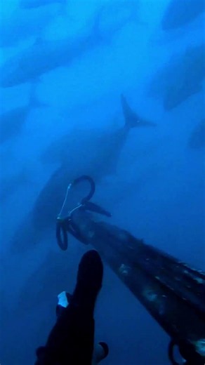 pesca una gran serviola con Olivier Simon