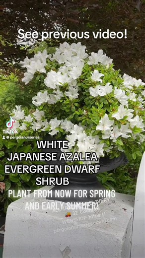 #add WEBSHOP https://pergolanurseries.ecwid.com . Azalea Japonica Mary Helen White Japanese Azalea ,perfect In Pots . Hardy Dwarf Evergreen Shrub,smothered in white flowers in spring Planting time is from now!. Available in for delivery 🚚 WEBSHOP https://pergolanurseries.ecwid.com . Available in WEBSHOP https://pergolanurseries.ecwid.com ALL IRELAND DELIVERY 🚚 32 Counties Pergola Nurseries Garden Corner, Virginia, Co Cavan “A gardeners oasis of quality plants “ Open Tuesday to Saturday 10.3-5 