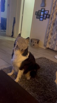 This dog covered her face with a toy, thinking it made her invisible. When she removed it, her owners' excitement made her excited too. | Jukin Copyright Management