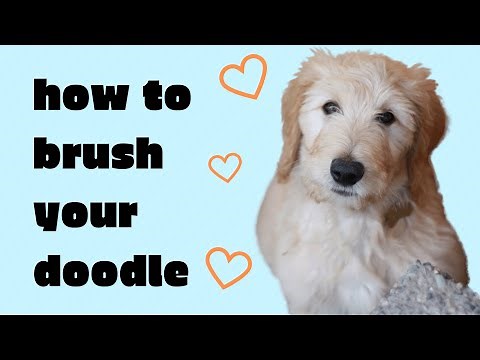 Brushing a Goldendoodle? How to brush your doodle AND have them enjoy being brushed!