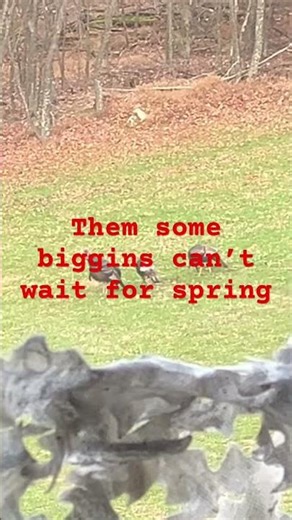 #nature #hunting #spring #turkeyhunting #shotgun