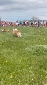 Look at these Corgis go! The Corgi races at the Missoula fairgrounds are underway hosted by Missoula Valley Corgis! 🐶 ⚡️ | NBC Montana