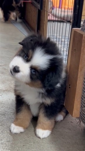 Just trying to figure it all out 🤔 See more behind-the-scenes moments from responsible breeders on the Good Dog app 💫 | Good Dog