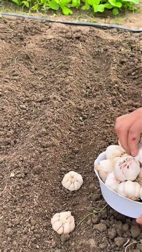 manual planting of garlic bulbs to achieve high quality and also very fresh harvest results