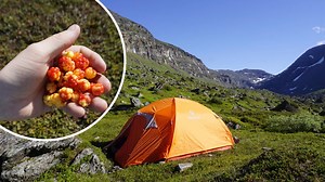 Upptäck spännande Abisko - porten till vildmarken