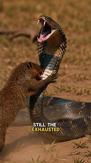 Mongoose VS Giant king Cobra