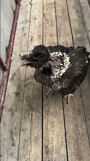 The bearded vulture swallows bones and can digest them in two hours. Bone-Eating Bearded Vulture